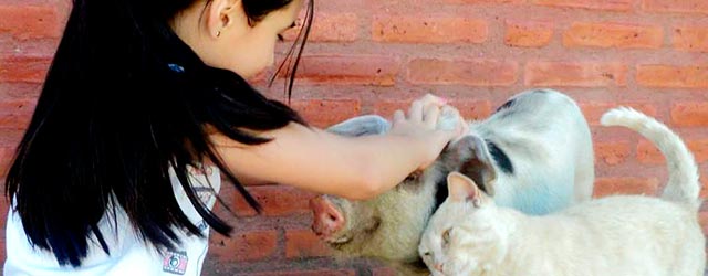 ¿Qué derechos <em>merecen</em> los animales no humanos? ¿Qué derechos <em>merecen</em> los animales no humanos?