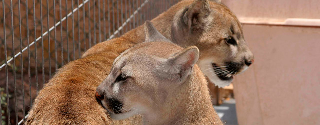 Ciclo: Derechos para animales no humanos Ciclo: Derechos para animales no humanos
