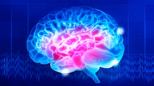 Introducción a la Neurociencia