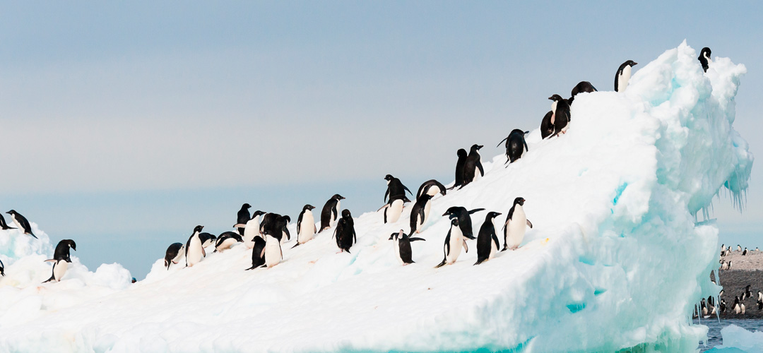 ¿Cómo afecta el cambio climático al ecosistema antártico?