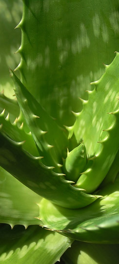 La Sábila y sus Beneficios en Nutrición y Salud La Sábila y sus Beneficios en Nutrición y Salud